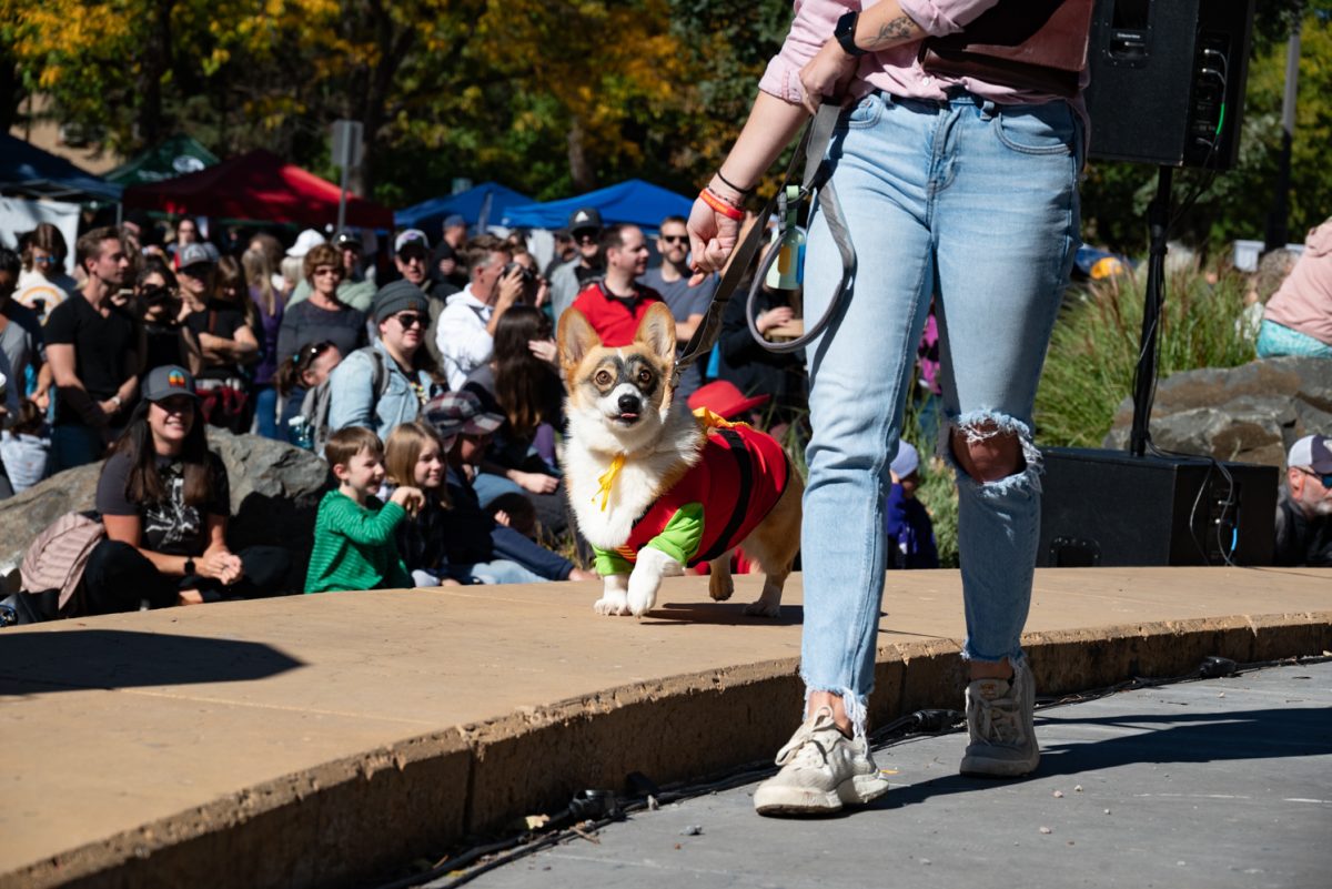 This corgi dressed as Robin walks down the Tour de Corgi costume contest runway.