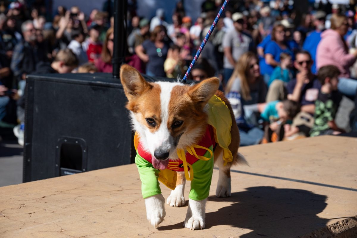 A corgi dressed as Robin walks down the Tour de Corgi costume contest runway.