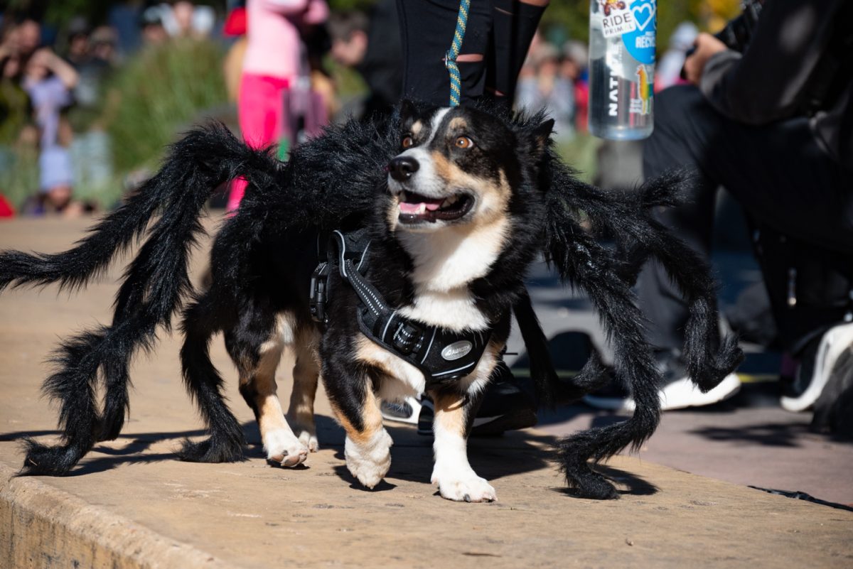 Dressed in a spooky spider costume, this corgi struts down the Tour de Corgi costume contest runway.