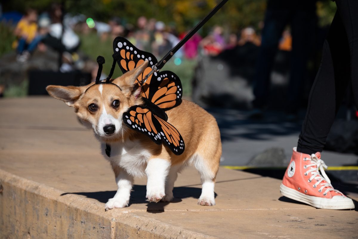 This butterfly is a bit nervous during her walk down the runway at the Tour de Corgi costume contest.