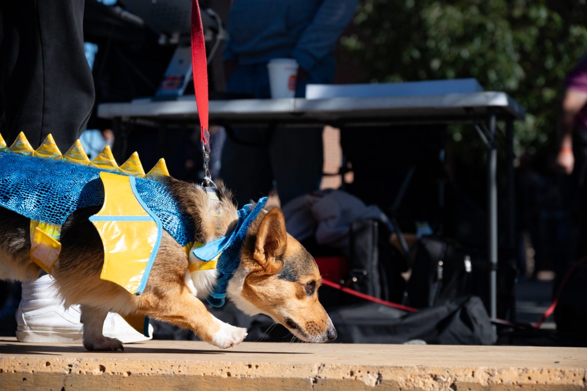 A corgi dressed as a dragon walks the runway at the Tour de Corgi costume contest.