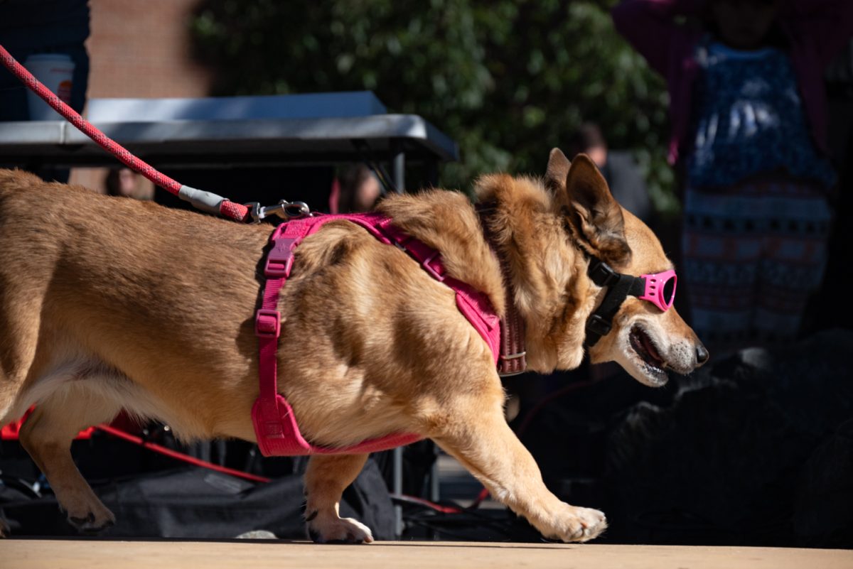A corgi dressed in pink walks along the Tour de Corgi costume contest runway.