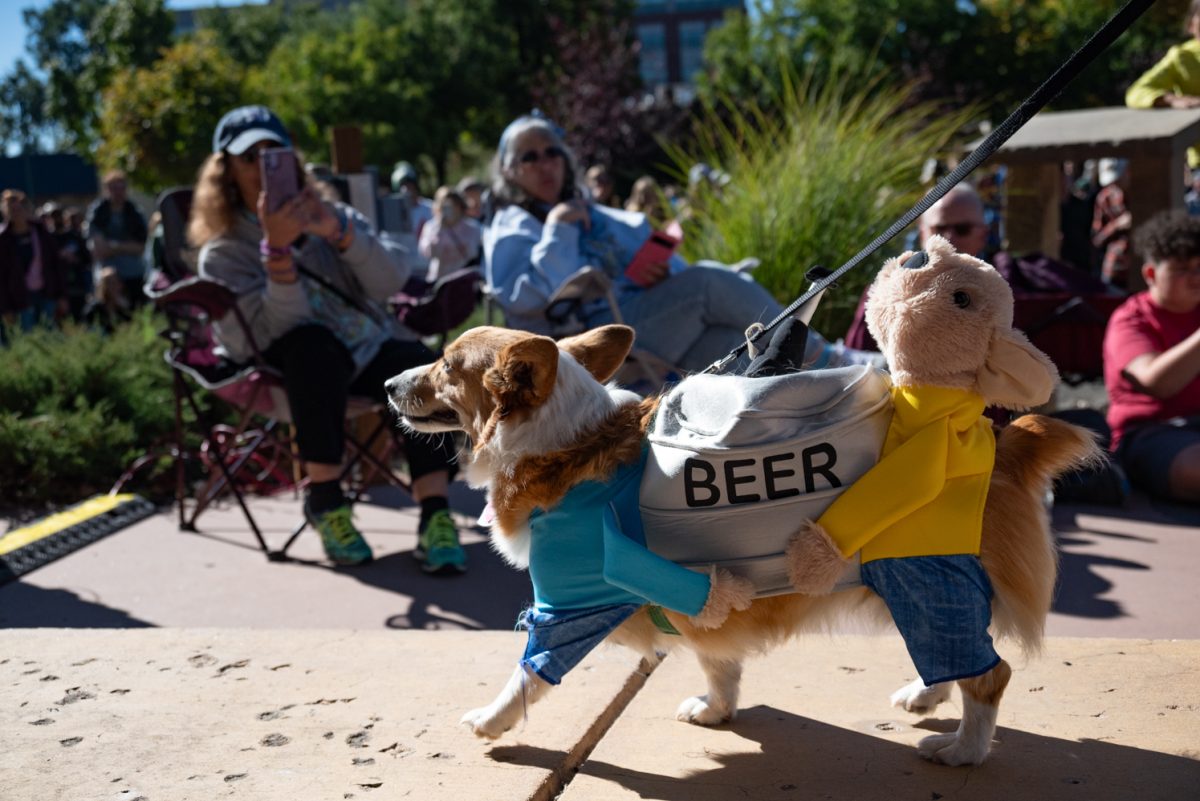 This costumed corgi goes on a beer run down the Tour de Corgi costume contest runway.
