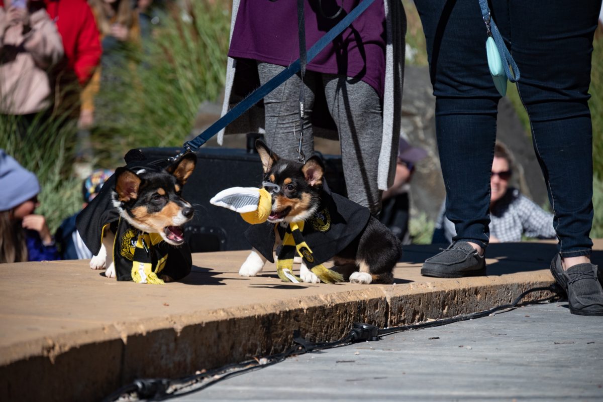 Two corgis from Hufflepuff chase after the Golden Snitch on the Tour de Corgi costume contest runway.