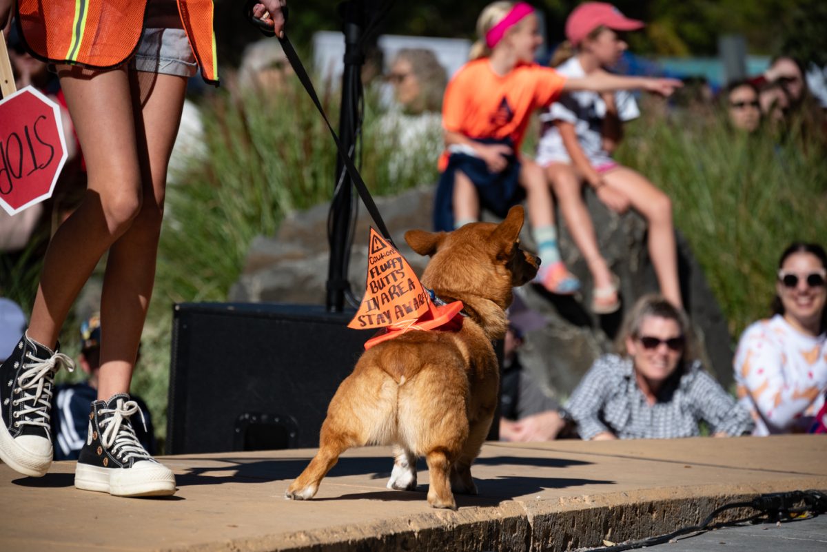 This construction worker corgi's cone reads, "Caution, fluffy butts in area, stay aware" at the Tour de Corgi costume contest.