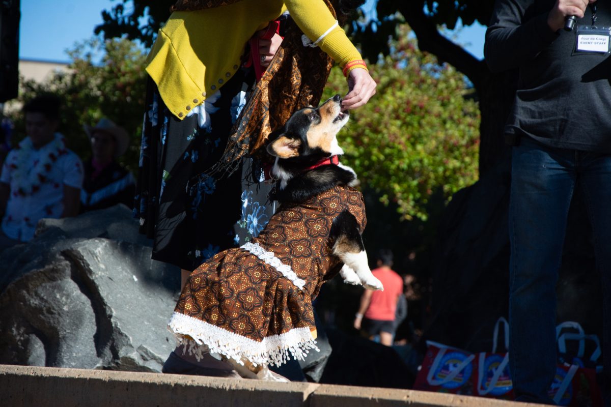 A corgi receives a treat for doing a trick in the corgi costume contest. (Oct. 7)