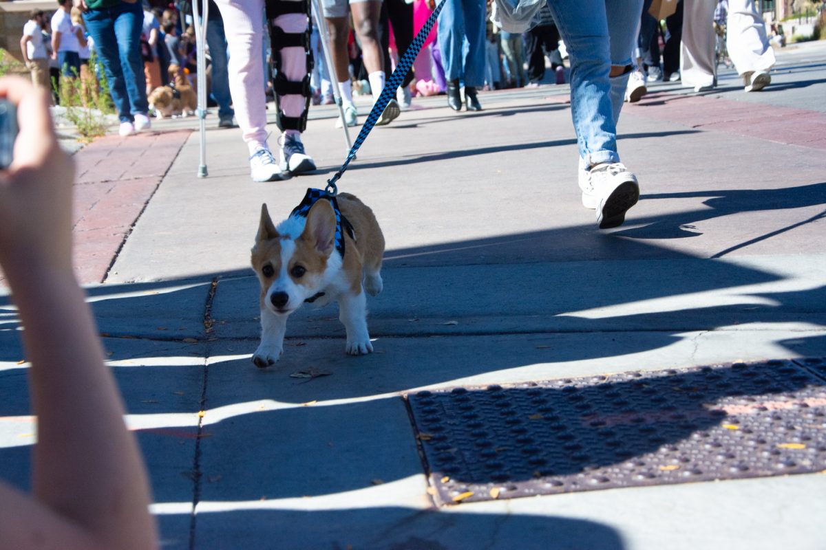 A corgi puppy is eager to cross the street to greet the excited fans on the sidewalk during the Tour De Corgi parade. (Oct 7)