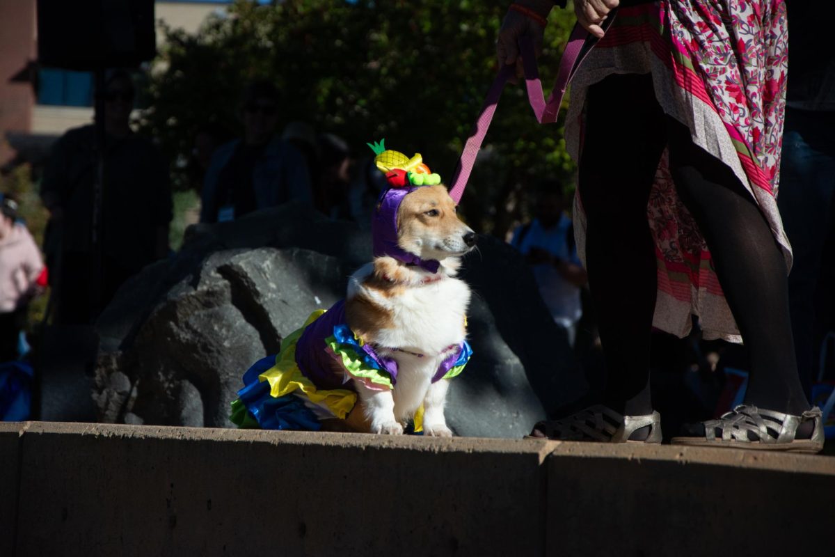 One of the corgis dressed as Carmen Miranda basks in the sun during the corgi costume contest. (Oct 7)