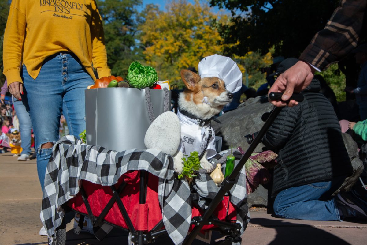 Chef+Sookie+working+the+runway+during+the+corgi+costume+contest+with+her+owners+Shelly+and+Jason+at+Tour+de+Corgi+Oct+7.