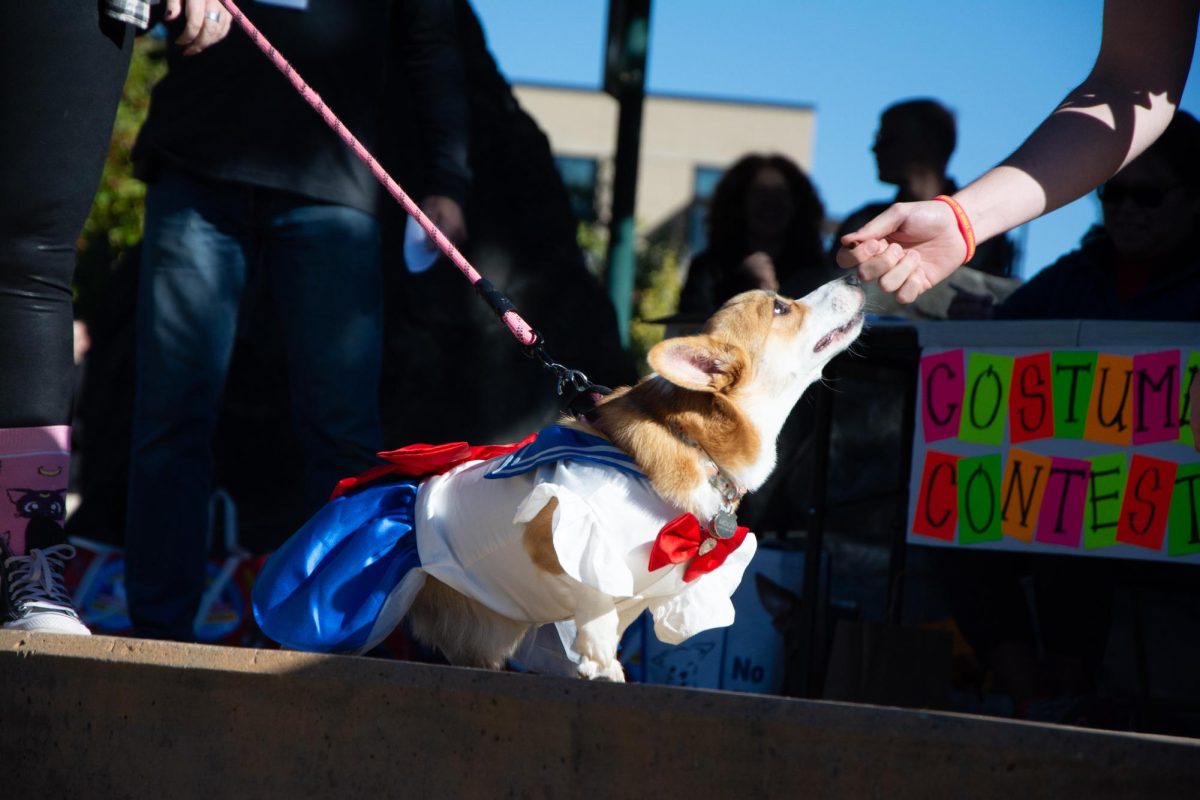 This corgi owner dressed her corgi up as sailor moon to match with the "Comic Corg" theme for this years Tour De Corgi. This theme changes yearly to add variety throughout the years of Tour De Corgi. (Oct 7) 