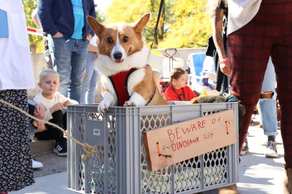 A corgi is carted through parade route Oct. 7. The Tour de Corgi parade showed off corgis and their owners in their annual Fort Collins event. 
