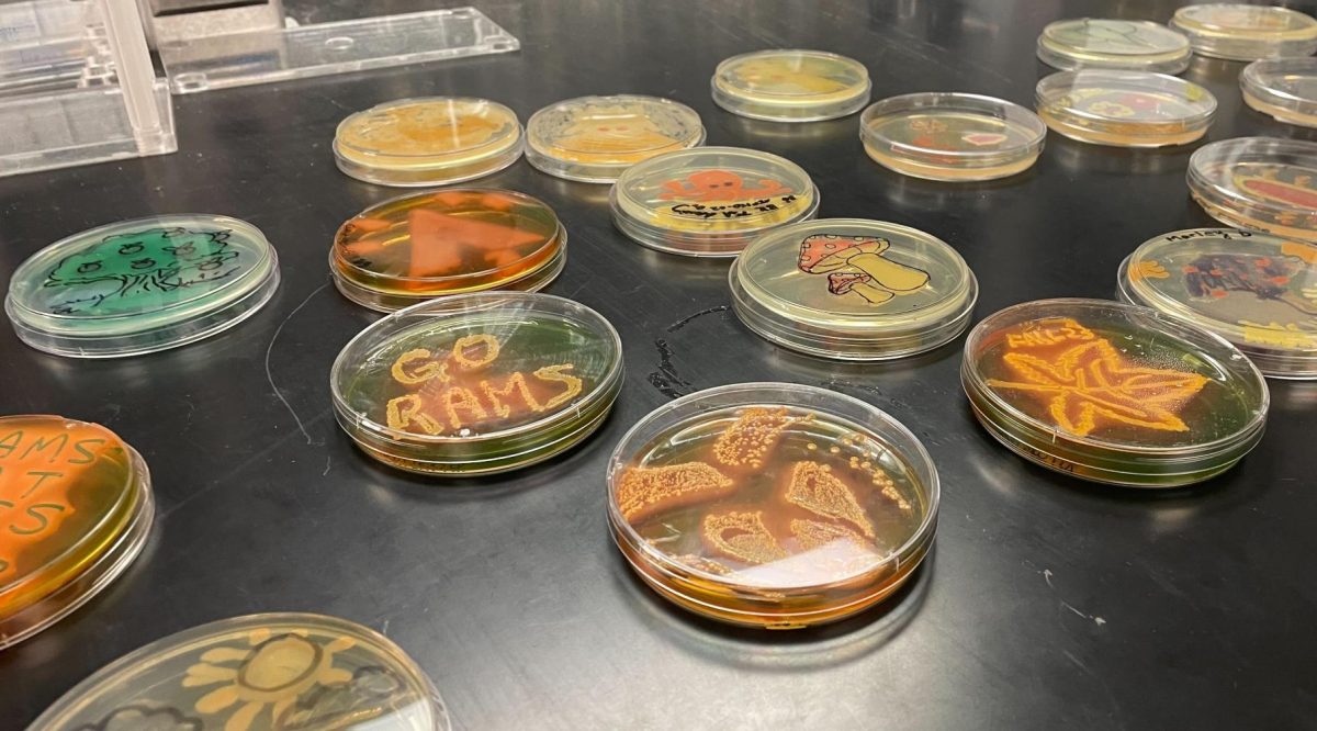 Agar art from a microbe painting event displayed in petri dishes Oct. 10.