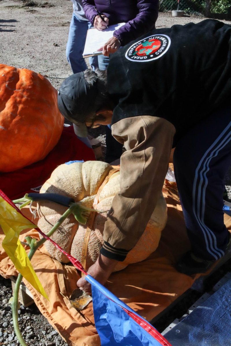 Joe Scherber, A Rocky Mountain Giant Vegetable Growers board member measures a pumpkin at the Fort Collins Nursery's Giant Pumpkin Weight-Off on Oct. 14, 2023.