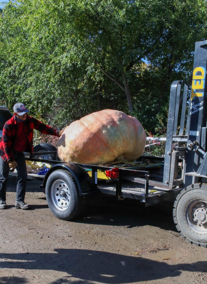 Tim Hanauers giant pumpkin is hauled off the trailer and onto the judging grounds with help from Tyler Eversaul and a forklift at the Fort Collins Nurserys Giant Pumpkin Weigh-Off Oct. 14.