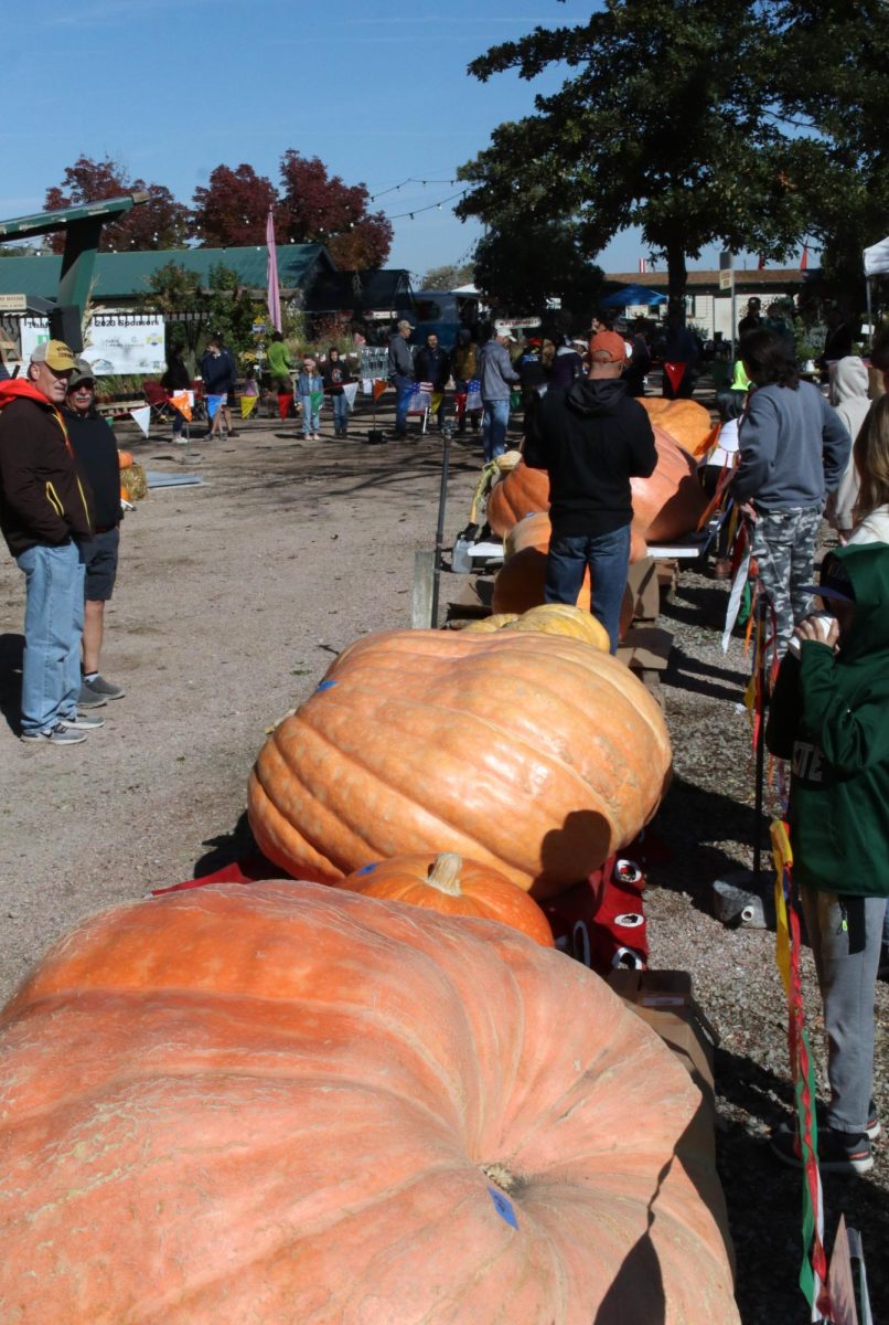 Crowd members and pumpkin growers look at the competition and admire the work of others at the Fort Collins Nursery's Giant Pumpkin Weight-Off on Oct. 14, 2023.