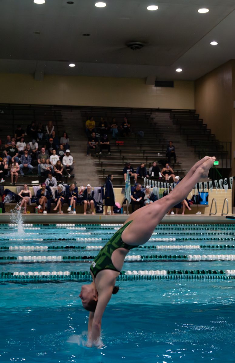 Sophomore Maggie Di Scipio dives into the water off the 1-meter springboard during Colorado State University's meet against the University of Northern Colorado.