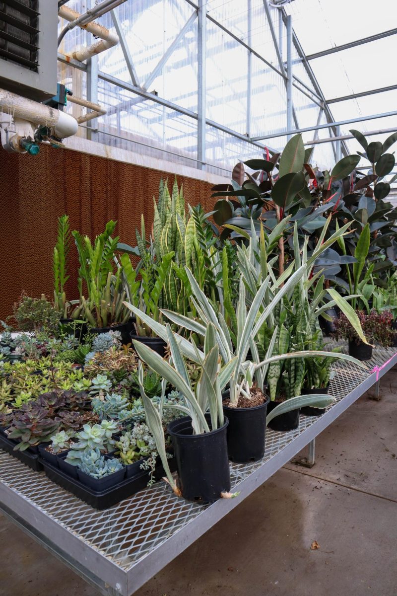 The Colorado State University Horticulture Science Class' lab plants await repotting in the Colorado State greenhouses. In the Horticulture class, students learn about the different plant sciences, what horticulture is, and the different plants that fall under it. As it's the beginning of the semester, students are currently learning about plant taxonomy and the different categories that fall under commercial horticulture. The CSU greenhouse conservatory is open to the public Monday through Friday 8:00 am to 4:00 pm. Inside there's lots of room to sit and admire the plants while studying in a quiet warm spot. The conservatory has a large accumulation of plants ranging from tropical to exotic specimens. The Colorado State University Plant Growth Facilities not only promote research and teaching, but also allows faculty, research associates, grad students, and occasionally public users access to the greenhouse, growth chamber, cold rooms, griding rooms, and more with a reservation and monthly fee.