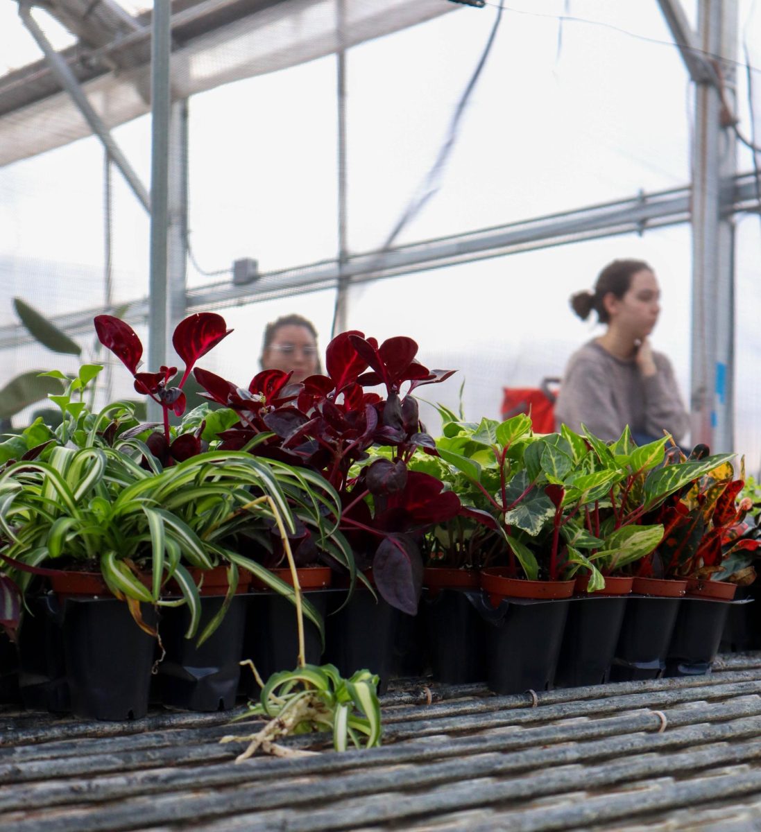 The Colorado State University Horticulture Science Class' lab plants await repotting in the Colorado State greenhouses. In the Horticulture class, students learn about the different plant sciences, what horticulture is, and the different plants that fall under it. As it's the beginning of the semester, students are currently learning about plant taxonomy and the different categories that fall under commercial horticulture. The CSU greenhouse conservatory is open to the public Monday through Friday 8:00 am to 4:00 pm. Inside there's lots of room to sit and admire the plants while studying in a quiet warm spot. The conservatory has a large accumulation of plants ranging from tropical to exotic specimens. The Colorado State University Plant Growth Facilities not only promote research and teaching, but also allows faculty, research associates, grad students, and occasionally public users access to the greenhouse, growth chamber, cold rooms, griding rooms, and more with a reservation and monthly fee.