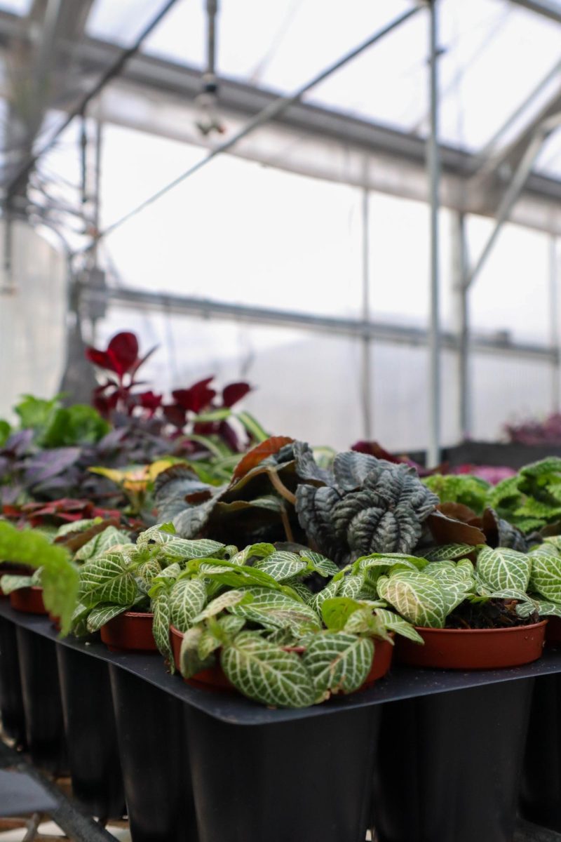The Colorado State University Horticulture Science Class' lab plants await repotting in the Colorado State greenhouses. In the Horticulture class, students learn about the different plant sciences, what horticulture is, and the different plants that fall under it. As it's the beginning of the semester, students are currently learning about plant taxonomy and the different categories that fall under commercial horticulture. The CSU greenhouse conservatory is open to the public Monday through Friday 8:00 am to 4:00 pm. Inside there's lots of room to sit and admire the plants while studying in a quiet warm spot. The conservatory has a large accumulation of plants ranging from tropical to exotic specimens. The Colorado State University Plant Growth Facilities not only promote research and teaching, but also allows faculty, research associates, grad students, and occasionally public users access to the greenhouse, growth chamber, cold rooms, griding rooms, and more with a reservation and monthly fee.