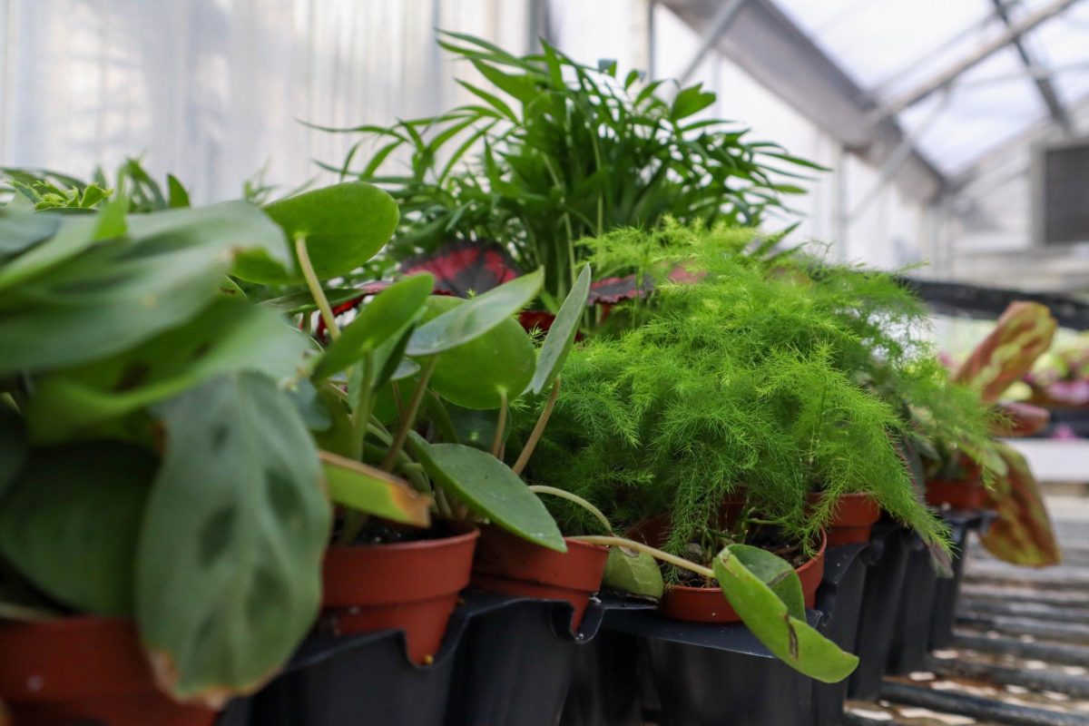 The Colorado State University Horticulture Science Class' lab plants await repotting in the Colorado State greenhouses. In the Horticulture class, students learn about the different plant sciences, what horticulture is, and the different plants that fall under it. As it's the beginning of the semester, students are currently learning about plant taxonomy and the different categories that fall under commercial horticulture. The CSU greenhouse conservatory is open to the public Monday through Friday 8:00 am to 4:00 pm. Inside there's lots of room to sit and admire the plants while studying in a quiet warm spot. The conservatory has a large accumulation of plants ranging from tropical to exotic specimens. The Colorado State University Plant Growth Facilities not only promote research and teaching, but also allows faculty, research associates, grad students, and occasionally public users access to the greenhouse, growth chamber, cold rooms, griding rooms, and more with a reservation and monthly fee.