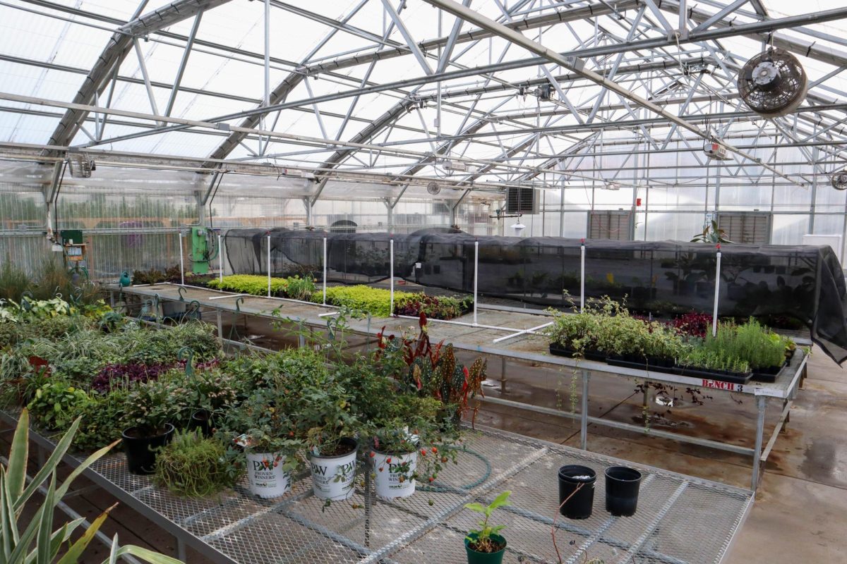 The Colorado State University Horticulture Science Class' lab plants await repotting in the Colorado State greenhouses. In the Horticulture class, students learn about the different plant sciences, what horticulture is, and the different plants that fall under it. As it's the beginning of the semester, students are currently learning about plant taxonomy and the different categories that fall under commercial horticulture. The CSU greenhouse conservatory is open to the public Monday through Friday 8:00 am to 4:00 pm. Inside there's lots of room to sit and admire the plants while studying in a quiet warm spot. The conservatory has a large accumulation of plants ranging from tropical to exotic specimens. The Colorado State University Plant Growth Facilities not only promote research and teaching, but also allows faculty, research associates, grad students, and occasionally public users access to the greenhouse, growth chamber, cold rooms, griding rooms, and more with a reservation and monthly fee.