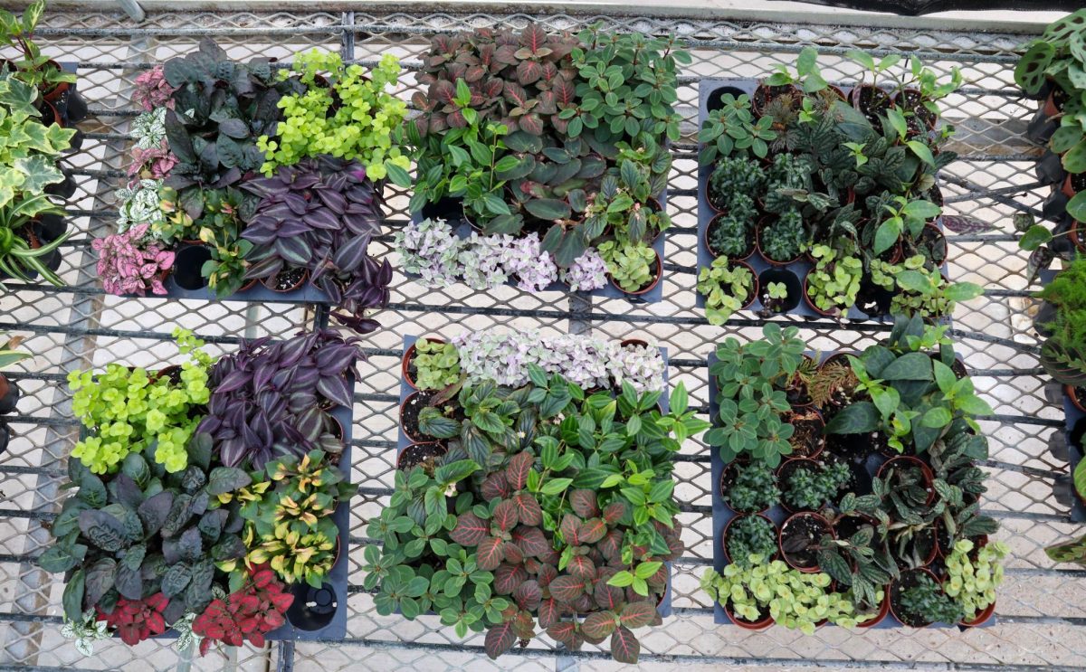 The Colorado State University Horticulture Science Class' lab plants await repotting in the Colorado State greenhouses. In the Horticulture class, students learn about the different plant sciences, what horticulture is, and the different plants that fall under it. As it's the beginning of the semester, students are currently learning about plant taxonomy and the different categories that fall under commercial horticulture. The CSU greenhouse conservatory is open to the public Monday through Friday 8:00 am to 4:00 pm. Inside there's lots of room to sit and admire the plants while studying in a quiet warm spot. The conservatory has a large accumulation of plants ranging from tropical to exotic specimens. The Colorado State University Plant Growth Facilities not only promote research and teaching, but also allows faculty, research associates, grad students, and occasionally public users access to the greenhouse, growth chamber, cold rooms, griding rooms, and more with a reservation and monthly fee.