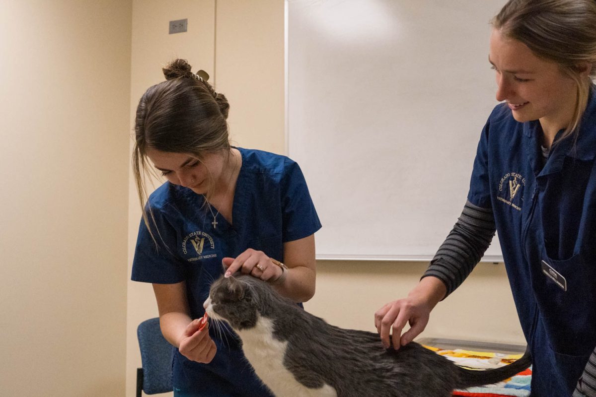 First year veterinary students Rebecca Williamson and Jenna Luttrell prepare for a practice feline exam at the CSU Veterinary Teaching Hospital, Feb 26.