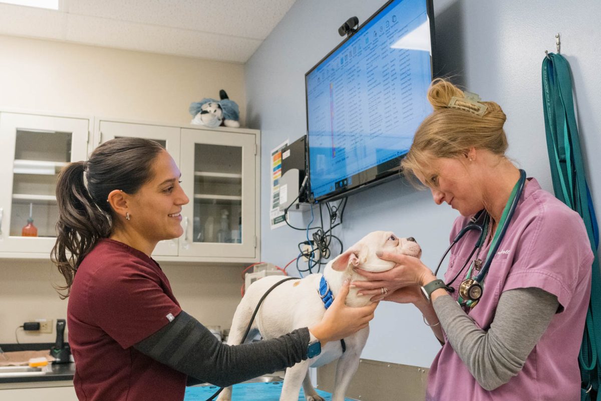 Dr. Danni Scott, alongside fourth-year veterinary student Juliana Renzi, preform an exam on a French bulldog at the Colorado State University Veterinary Teaching Hospital Feb. 26.