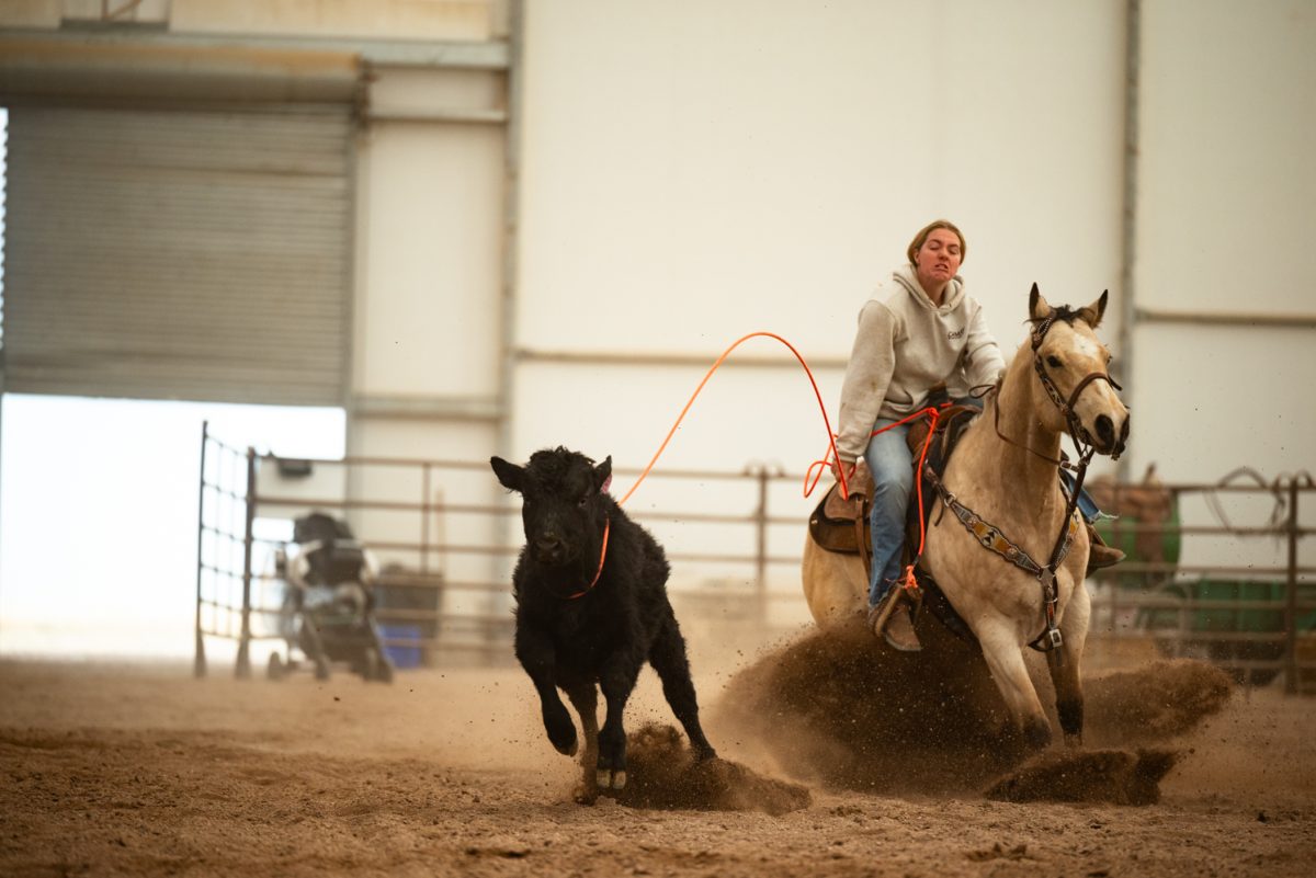 Mckinlee May practices roping at a Colorado State University rodeo team practice in Nuun, Colorado.