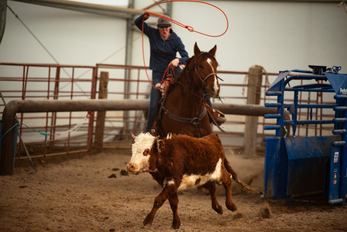 Sadie Johnson practices roping at a Colorado State University rodeo team practice in Nuun, Colorado.