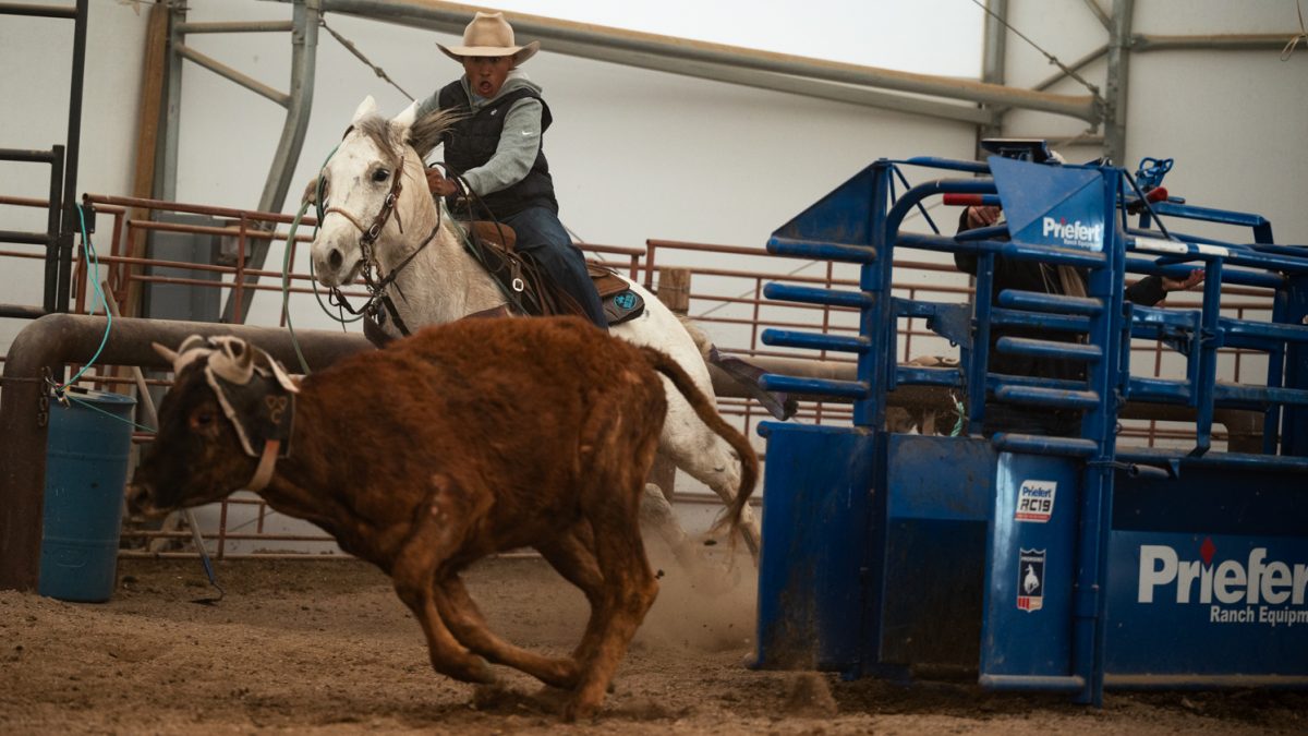 Diego Rolon takes off after a calf to practice roping at a Colorado State University rodeo team practice in Nuun, Colorado.