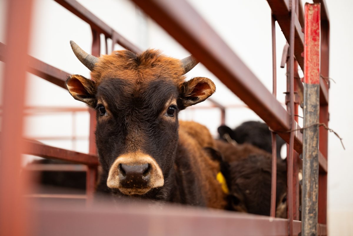 A calf waits in the roping chute at a Colorado State University rodeo team practice in Nuun, Colorado.