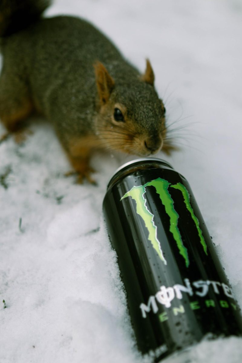 A Coca-Cola Monster Energy drink in the snow with water droplets scattered on the can with a squirrel curiously sniffing the can. March 26.