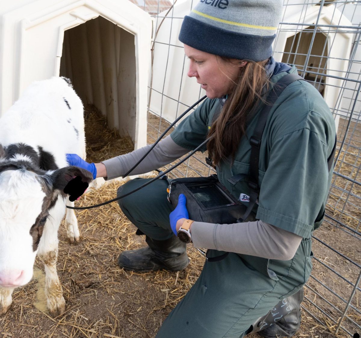 In an animal pen, a scientist wearing latex gloves and a harness carrying a medical device crouches next to a baby cow, feeling the calfs side with their right hand.