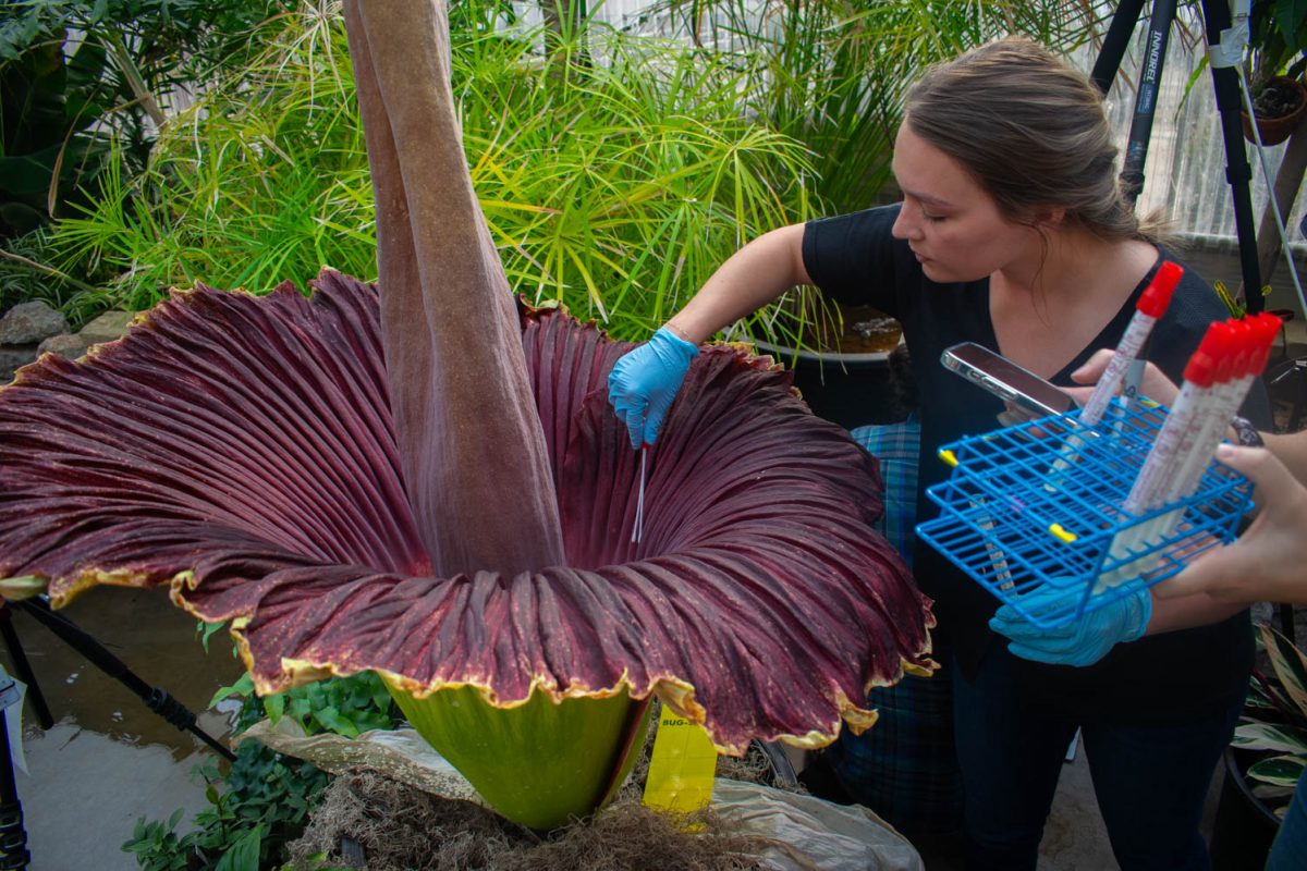 Postdoctoral fellow Valerie Seitz takes a DNA swab of the inside of the corpse flower on May 26, 2024. Were interested to see if there is a difference in the phyllosphere of this plant, Seitz said. Theres a lot of different inner and outer folds both inside and outside the leaf, and there are different plant organs that were interested to see if there are microbial differences between these different organs and if that is potentially contributing to some of the smells that were receiving.