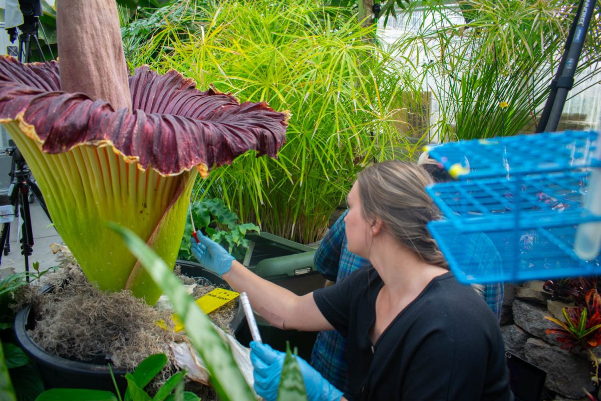 Postdoctoral fellow Valerie Seitz takes a DNA swab of the outside of the corpse flower on May 26, 2024. Were interested to see if there is a difference in the phyllosphere of this plant, Seitz said. Theres a lot of different inner and outer folds both inside and outside the leaf, and there are different plant organs that were interested to see if there are microbial differences between these different organs and if that is potentially contributing to some of the smells that were receiving.