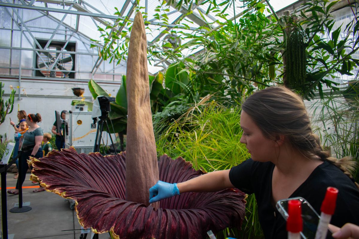 Postdoctoral fellow Valerie Seitz takes a DNA swab of the corpse flower May 26. Were interested to see if there is a difference in the phyllosphere of this plant, Seitz said. Theres a lot of different inner and outer folds both inside and outside the leaf, and there are different plant organs that were interested to see if there are microbial differences between these different organs and if that is potentially contributing to some of the smells that were receiving.