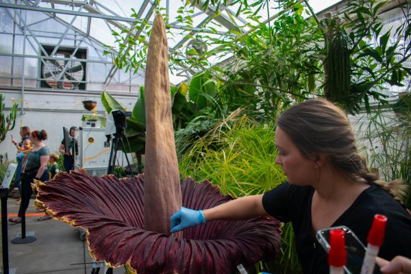 Inside a greenhouse, a scientist wearing blue latex gloves and a black shirt reaches into the center of a large corpse flower, which has a large, flaring, petal-like spathe around a tall, protruding spadix.