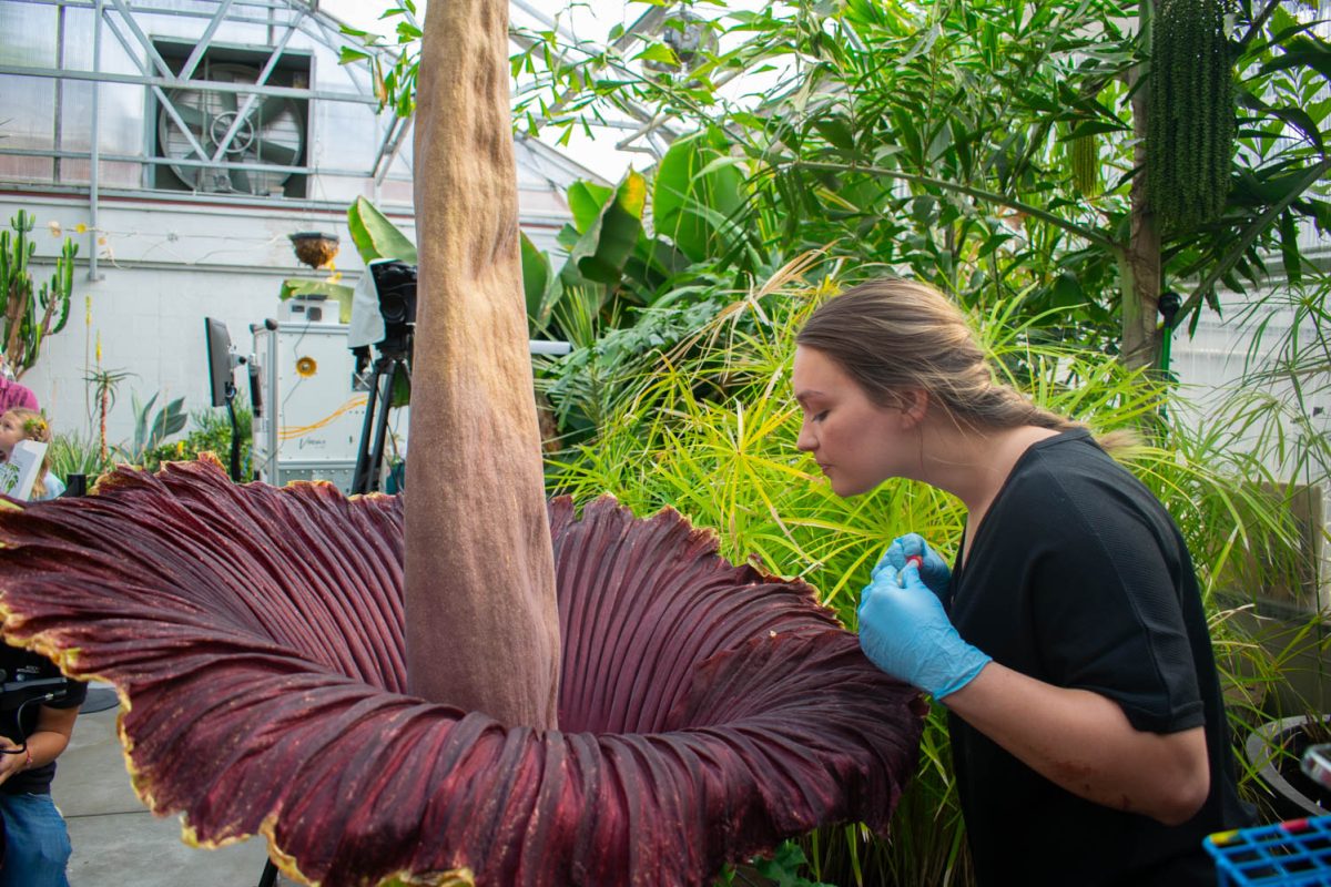 Postdoctoral fellow Valerie Seitz looks down into the corpse flower on May 26, 2024. Were interested to see if there is a difference in the phyllosphere of this plant, Valerie Seitz said. Theres a lot of different inner and outer folds both inside and outside the leaf, and there are different plant organs that were interested to see if there are microbial differences between these different organs and if that is potentially contributing to some of the smells that were receiving.