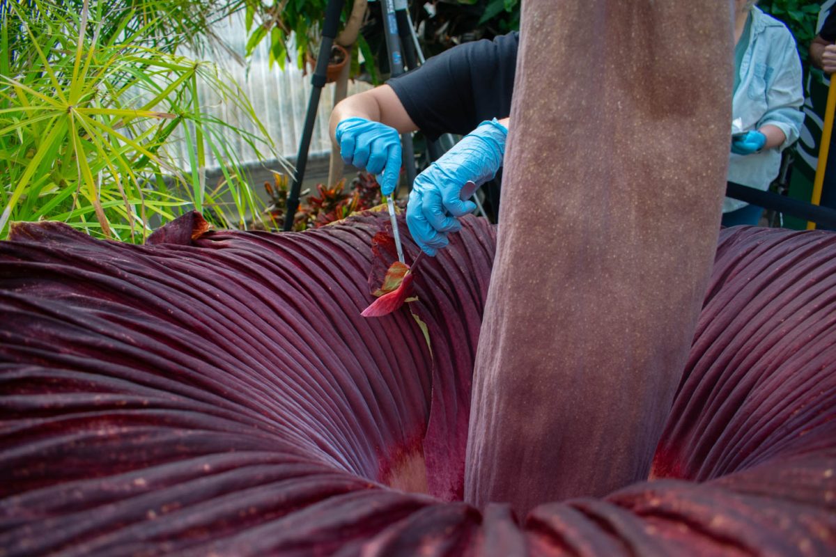 Researchers take a sample of the corpse flower in bloom on May 26, 2024. I do feel like its an under researched organism because it is so rare, Valerie Seitz said. Everyones trying to get in on it. Theres some really interesting evolutionary links, like why did this plant evolve to produce these smells that are usually associated with rotting flesh?