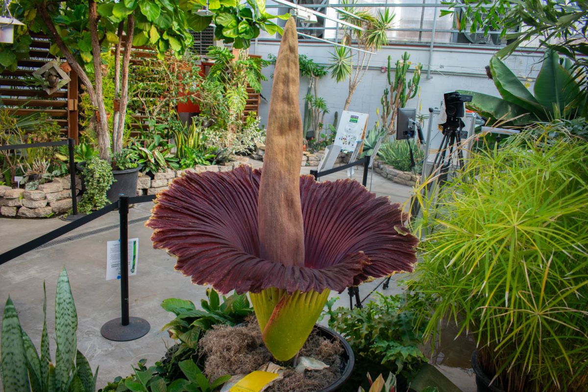 Cosmo the corpse flower in full bloom on May 26, 2024 at the Colorado State University Plant Facilities Conservatory. Its really exciting for me personally, to see the amount of excitement that people have here, Tammy Brenner said. Im really excited to see what this will bring and what will happen to the conservatory.
