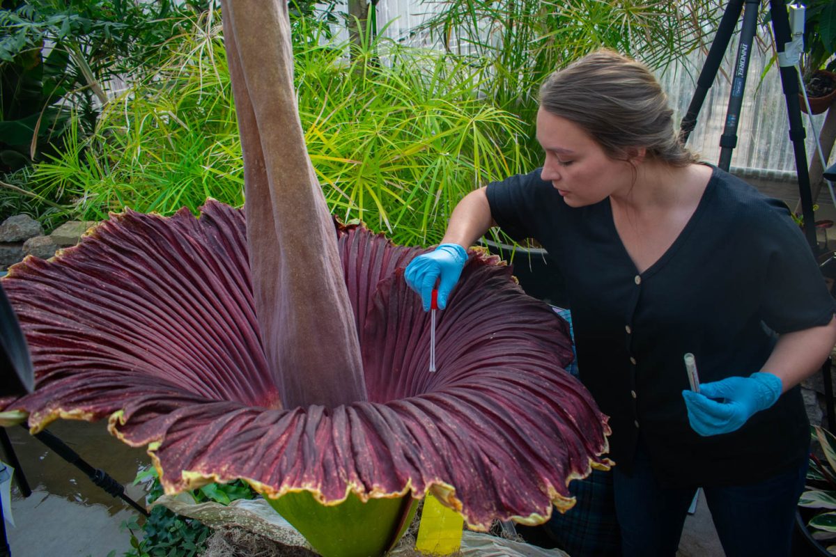 Post doctoral fellow Valerie Seitz takes a DNA swab of the inside folds of the corpse flower on May 26, 2024. Were interested to see if there is a difference in the phyllosphere of this plant, Seitz said. Theres a lot of different inner and outer folds both inside and outside the leaf, and there are different plant organs that were interested to see if there are microbial differences between these different organs and if that is potentially contributing to some of the smells that were receiving.
