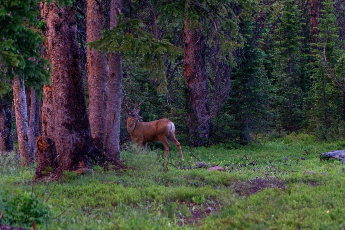 A deer passes through a campground at dusk at Medicine Bow National Forest in Wyoming July 10.