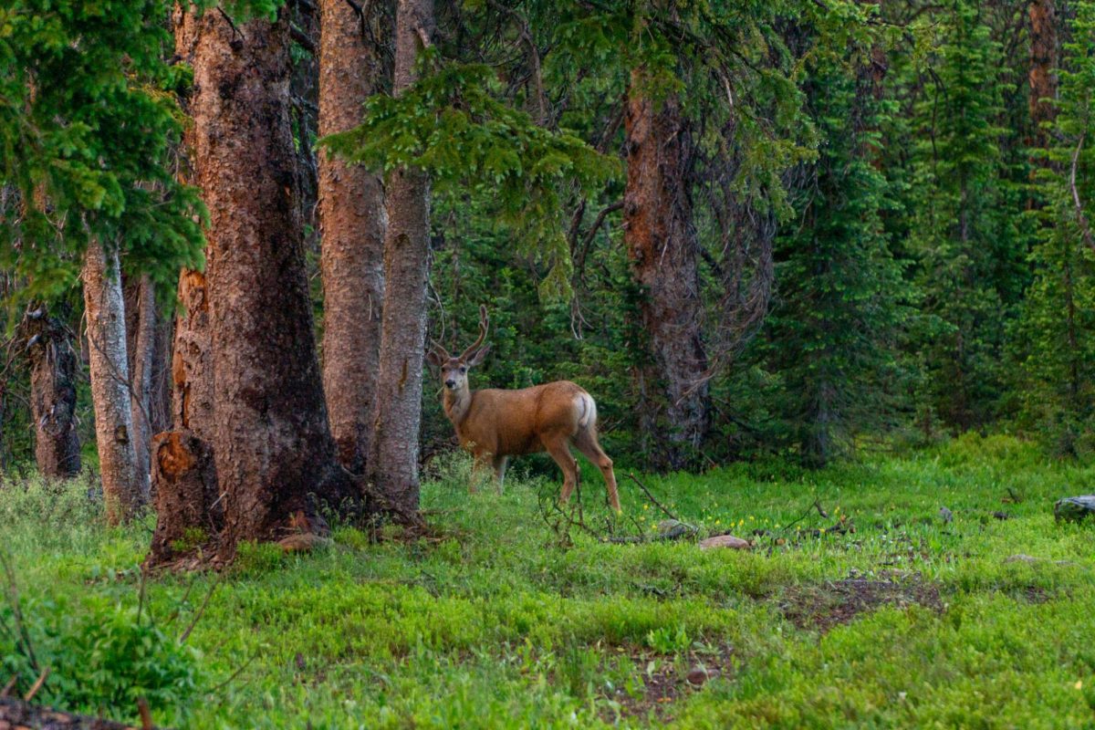 A deer passes through a campground at dusk at Medicine Bow National Forest in Wyoming July 10.
