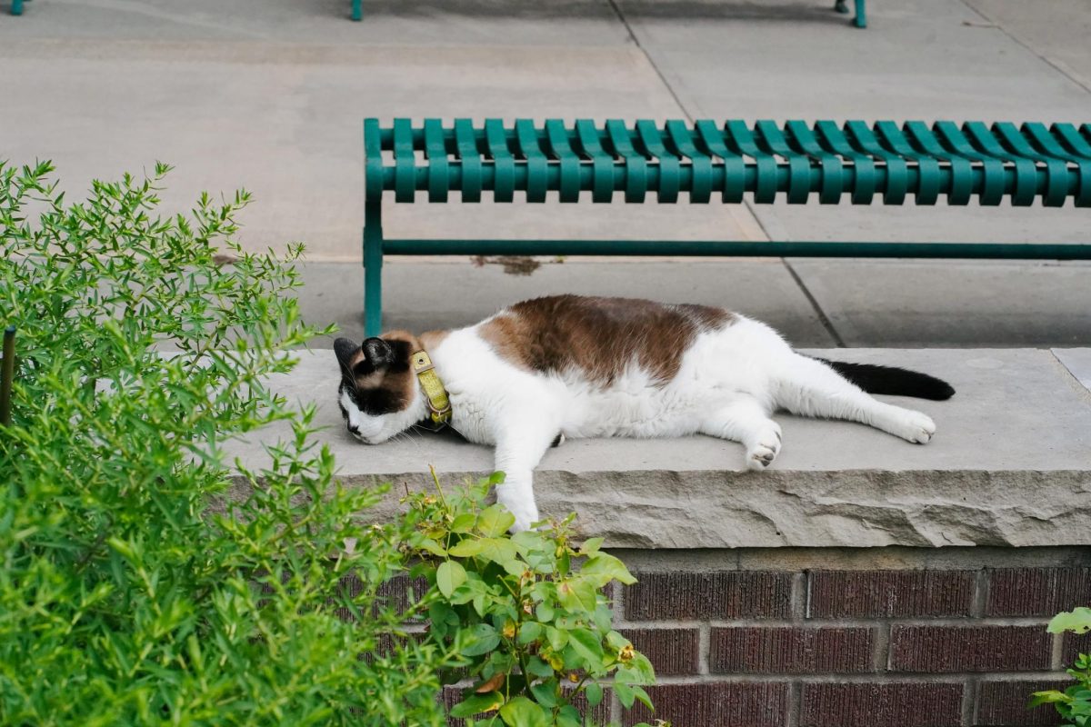Mr. Cuddles, a local neighborhood cat that has been given the nickname The UCA Cat, lounges on a stone wall in front of the University Center for the Arts July 21. The nickname is because Mr. Cuddles can often be found wandering around the UCA and the surrounding gardens.