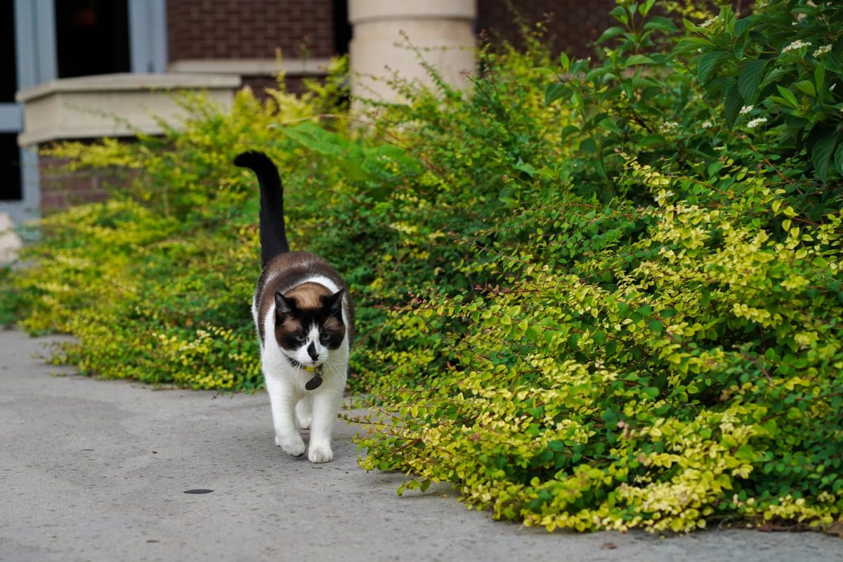 A black, white and brown cat walks on a concrete path next to a leafy green bush.