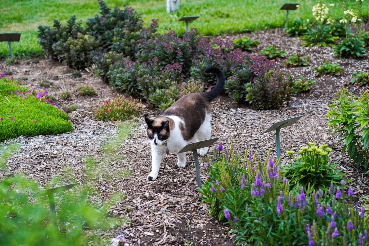 Mr. Cuddles, a local cat also known as The UCA Cat, walks through the gardens in front of the University Center for the Arts July 21.