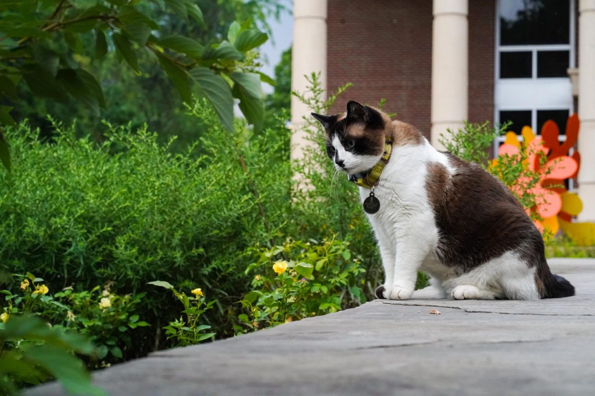 Mr. Cuddles the cat, also known as The UCA Cat on campus due to his frequent visits to the University Center for the Arts sits on a stone wall outside the main entrance to the building July 21.