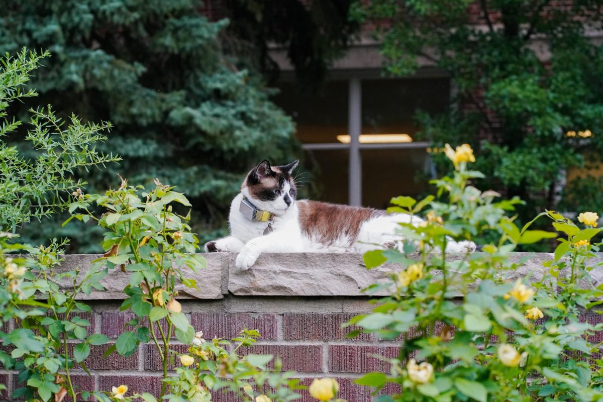 Mr. Cuddles, a local neighborhood cat that has been given the nickname The UCA Cat, sits on a stone wall in front of the University Center for the Arts July 21. The nickname is because Mr. Cuddles can often be found wandering around the UCA and the surrounding gardens.