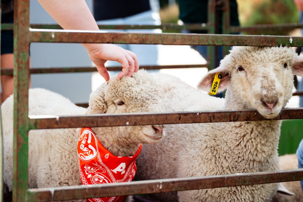 Two sheep stand inside a pen, one with an orange bandana around its neck.